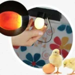 Incubator pentru oua Demetra DM-36 - imagine 4