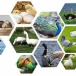 Incubator pentru oua Demetra DM-36 - imagine 5